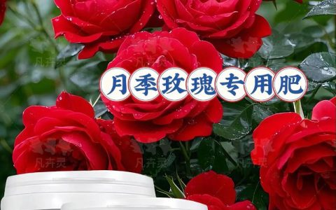 玫瑰花施什么肥最好？月季全年施肥精准方案与养护指南