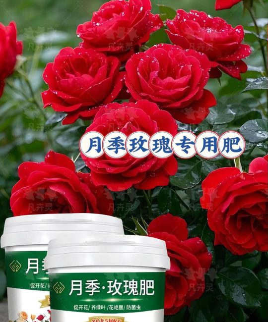 玫瑰花施什么肥最好？月季全年施肥精准方案与养护指南