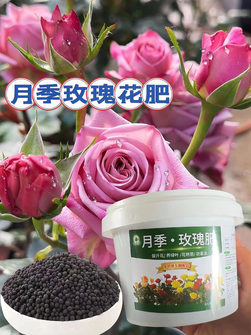 玫瑰花施什么肥最好?月季全年施肥精准方案与养护指南 越冬与越夏管理