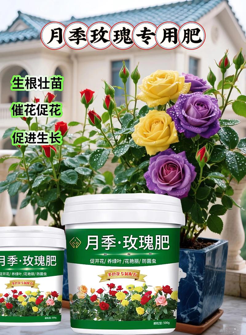 玫瑰花施什么肥最好?月季全年施肥精准方案与养护指南 常见误区与纠正