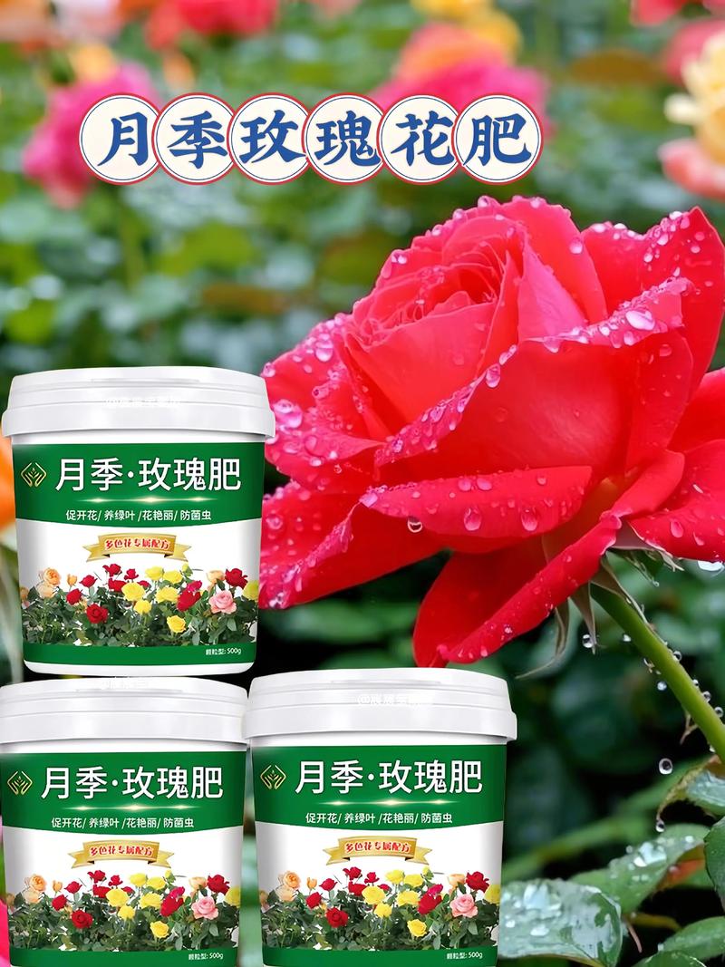 玫瑰花施什么肥最好?月季全年施肥精准方案与养护指南 总结