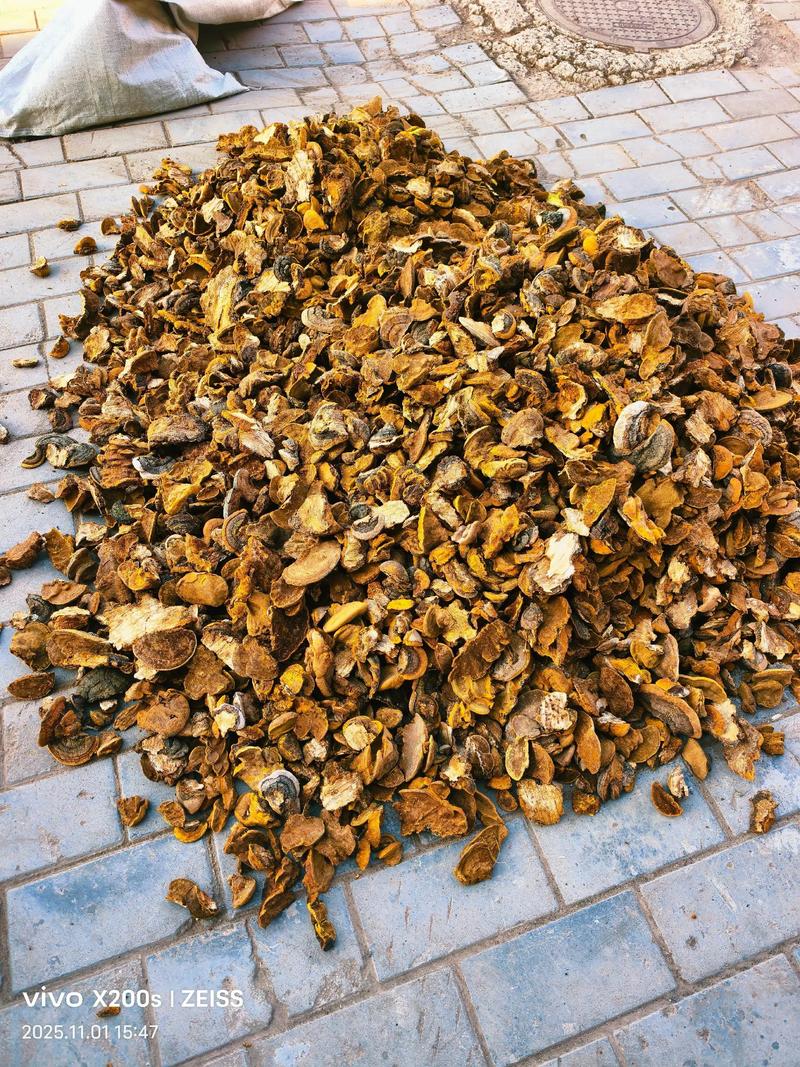 杨树桑黄的奥秘:从森林到药房的自然馈赠 如何获取和利用杨树桑黄?