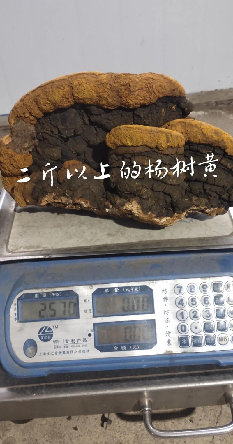 杨树桑黄的奥秘:从森林到药房的自然馈赠 结语:自然与科学的交融
