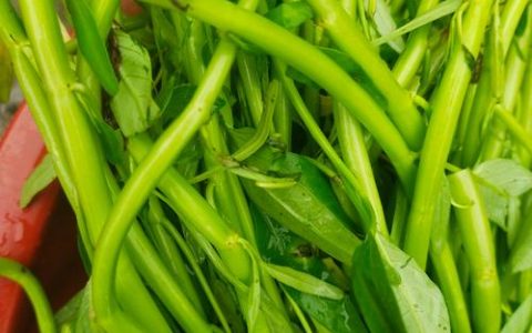 种的空心菜为什么越来越黄不长个？常见原因与解决办法全解析