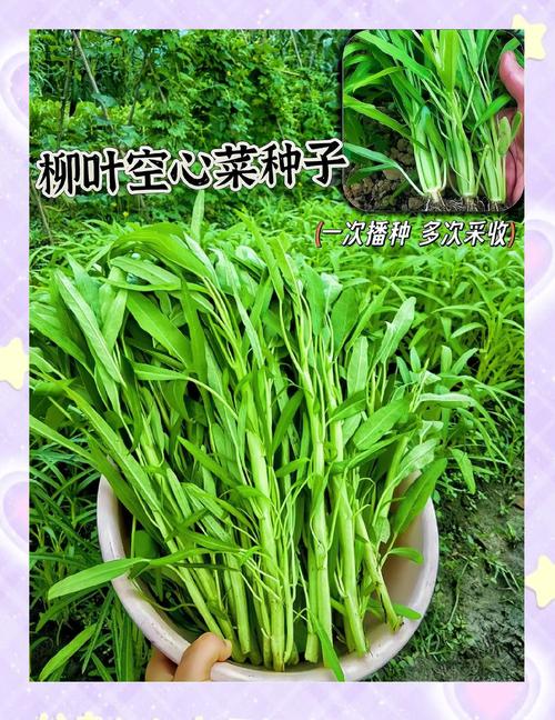 种的空心菜为什么越来越黄不长个?常见原因与解决办法全解析 三、光照不足:徒长瘦黄不长肉