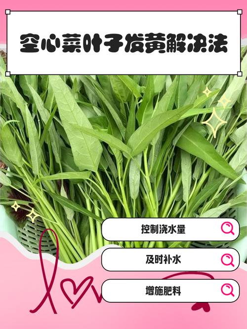 种的空心菜为什么越来越黄不长个?常见原因与解决办法全解析 五、温度过低:空心菜也怕冷