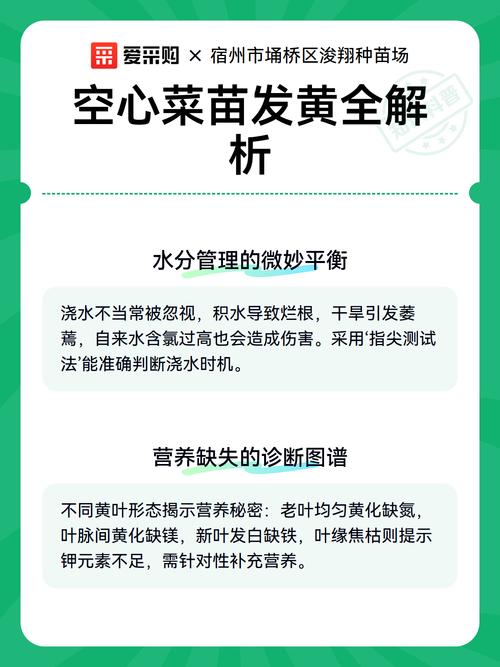 种的空心菜为什么越来越黄不长个?常见原因与解决办法全解析 四、根系老化或土壤板结:长了“假根”