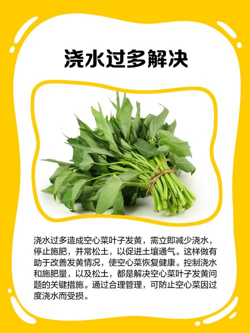 种的空心菜为什么越来越黄不长个?常见原因与解决办法全解析 总结:对症下药,三天可见转机