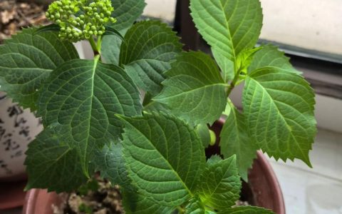 绣球花什么时候开花？花期、修剪、光照和盆栽地栽一次讲清