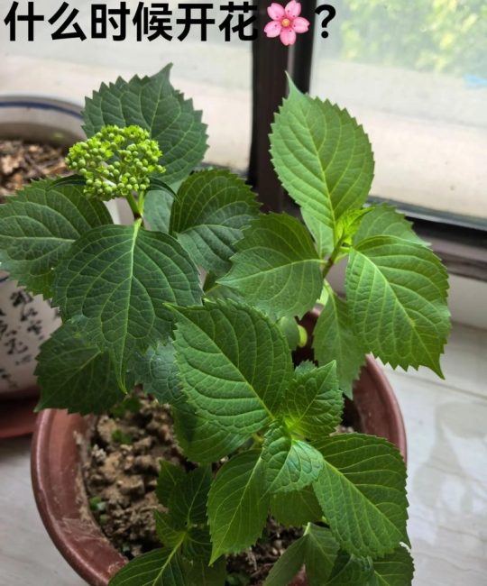 绣球花什么时候开花？花期、修剪、光照和盆栽地栽一次讲清