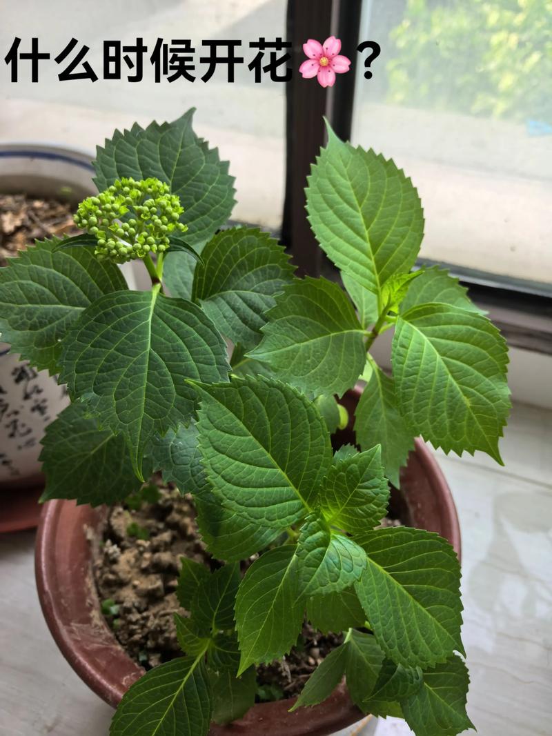 一、绣球花的花色花期，从什么时候开始最有看头