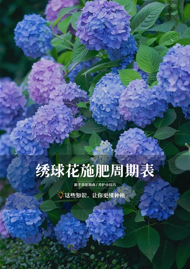 四、盆栽还是地栽，绣球花怎么选