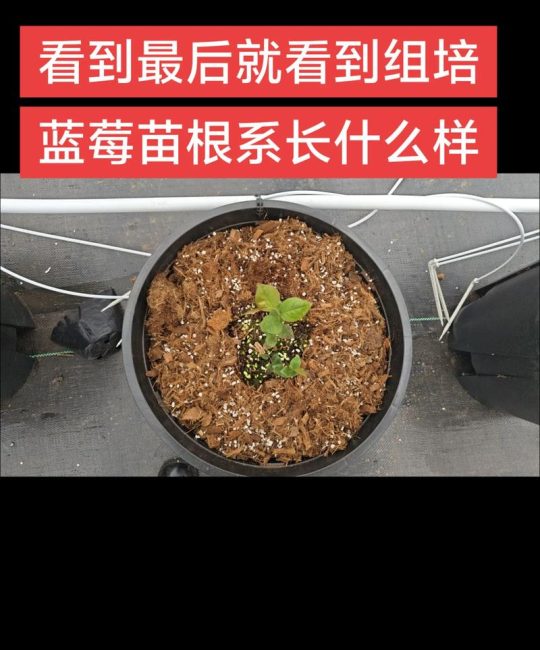 蓝莓能扦插成活吗？家庭繁殖蓝莓苗的实操指南