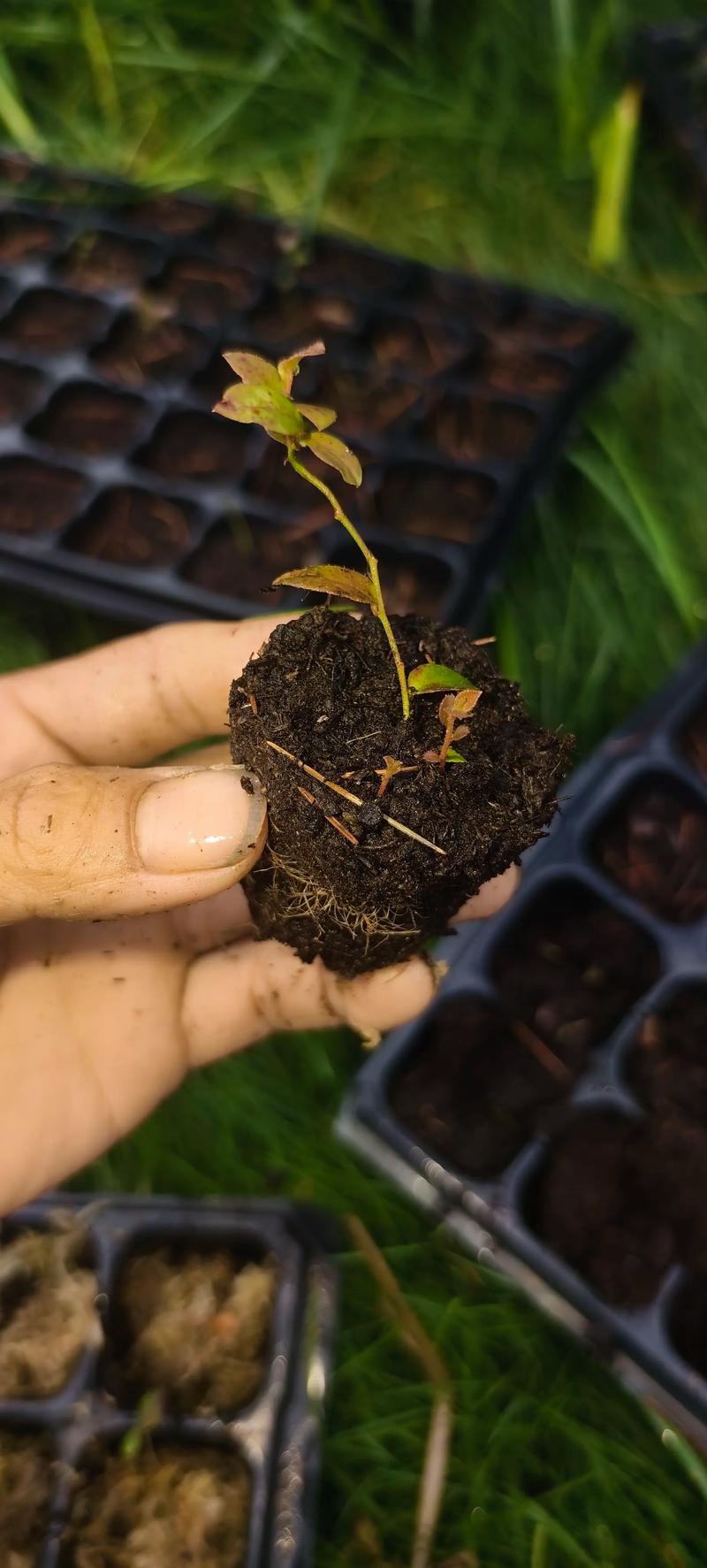 蓝莓能扦插成活吗?家庭繁殖蓝莓苗的实操指南 二、基质配比与环境参数设定