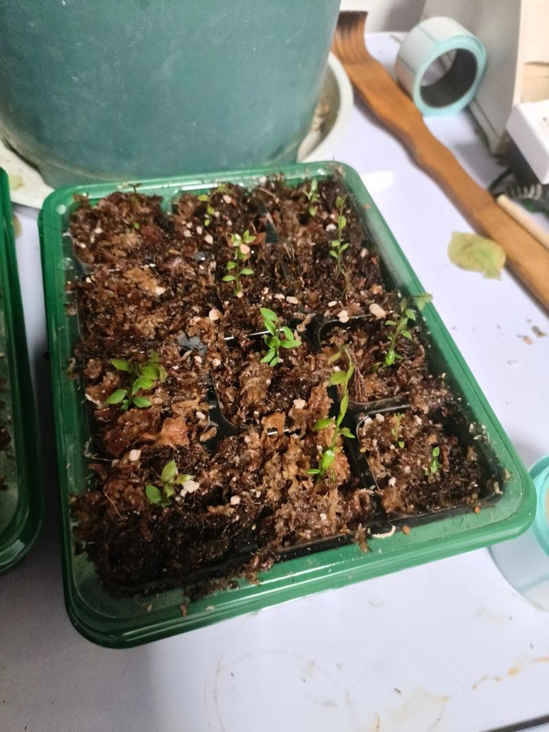 蓝莓能扦插成活吗?家庭繁殖蓝莓苗的实操指南 四、成活率影响因素分析