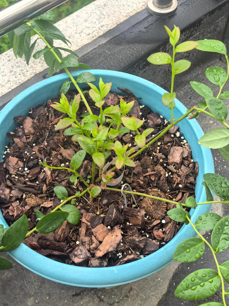蓝莓能扦插成活吗?家庭繁殖蓝莓苗的实操指南 总结