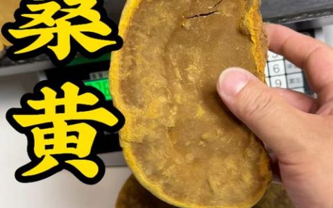 桑黄菌种多少钱一斤？2026年价格参考区间