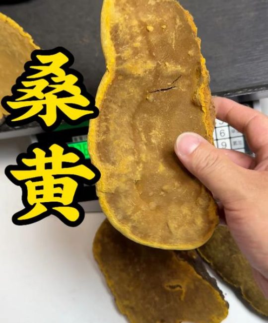 桑黄菌种多少钱一斤？2026年价格参考区间
