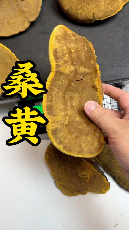 桑黄菌种多少钱一斤?2026年价格参考区间 规格因素:菌种形态决定价格基础