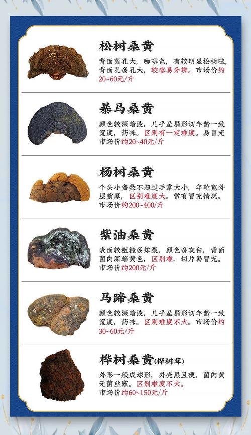 桑黄菌种多少钱一斤?2026年价格参考区间 产地因素:主产区与边缘产区价差明显