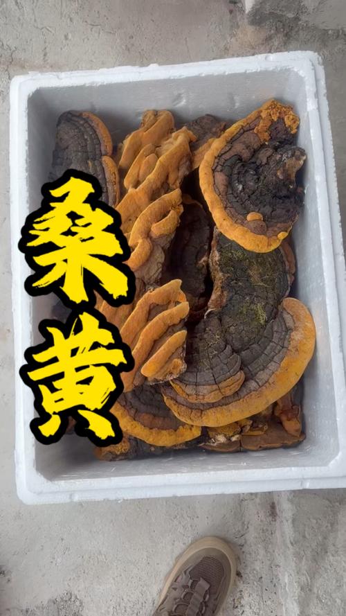 桑黄菌种多少钱一斤?2026年价格参考区间 季节因素:春夏季是采购旺季,价格略高
