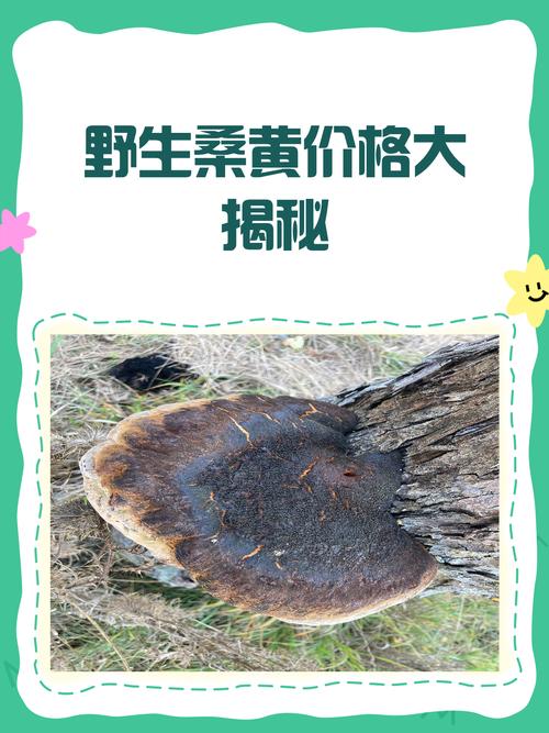 桑黄菌种多少钱一斤?2026年价格参考区间 咨询指南:如何获取精准报价?