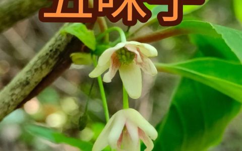 五味子的功效与作用及禁忌：药食同源的中药宝藏