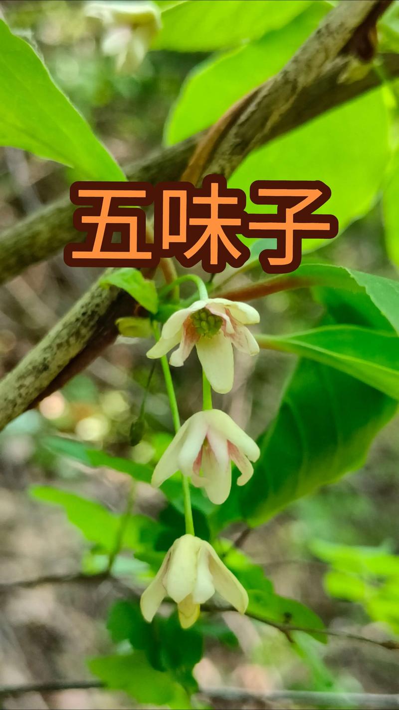 五味子的功效与作用及禁忌:药食同源的中药宝藏 五味子的功效与作用及禁忌:药食同源的中药宝藏