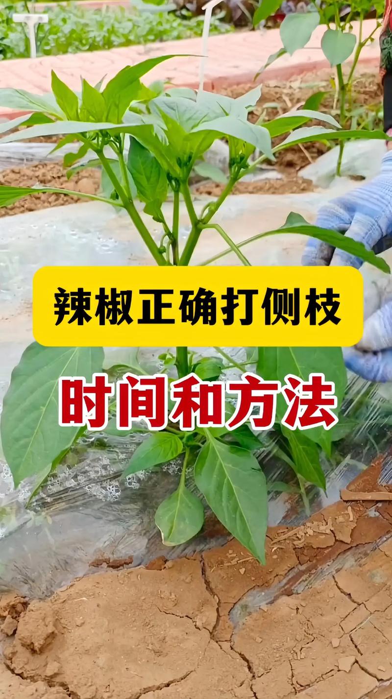 辣椒可以留种子吗?正确留种方法与注意事项 六、发芽测试(可选)