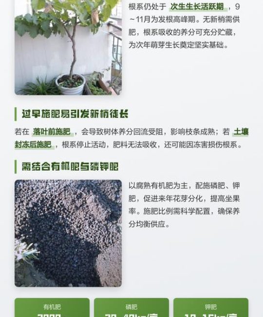 葡萄树冬天需要施肥吗？——葡萄冬季养护六大要点