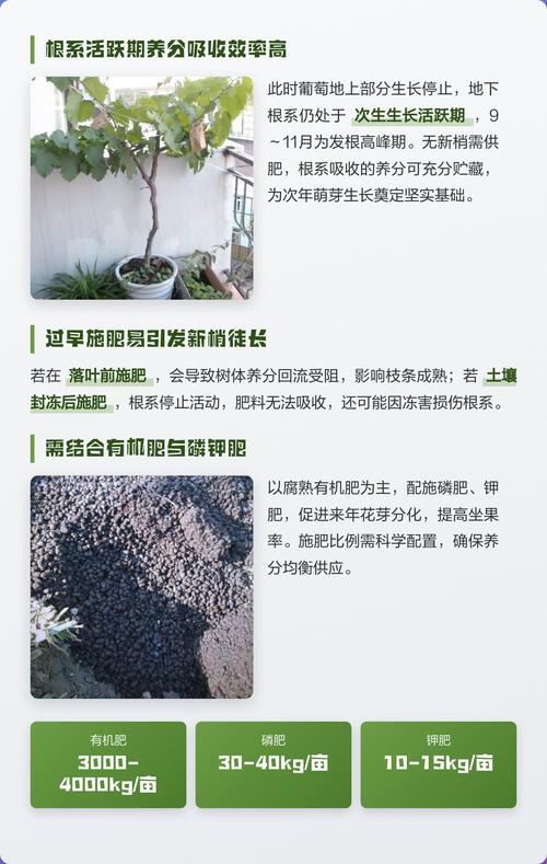 葡萄树冬天需要施肥吗?——葡萄冬季养护六大要点 葡萄树冬天需要施肥吗?——葡萄冬季养护六大要点
