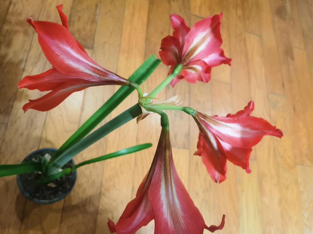 大头兰和朱顶红是一种花吗?一文讲清它们的渊源与养护之道 三、常见品种一览(部分)