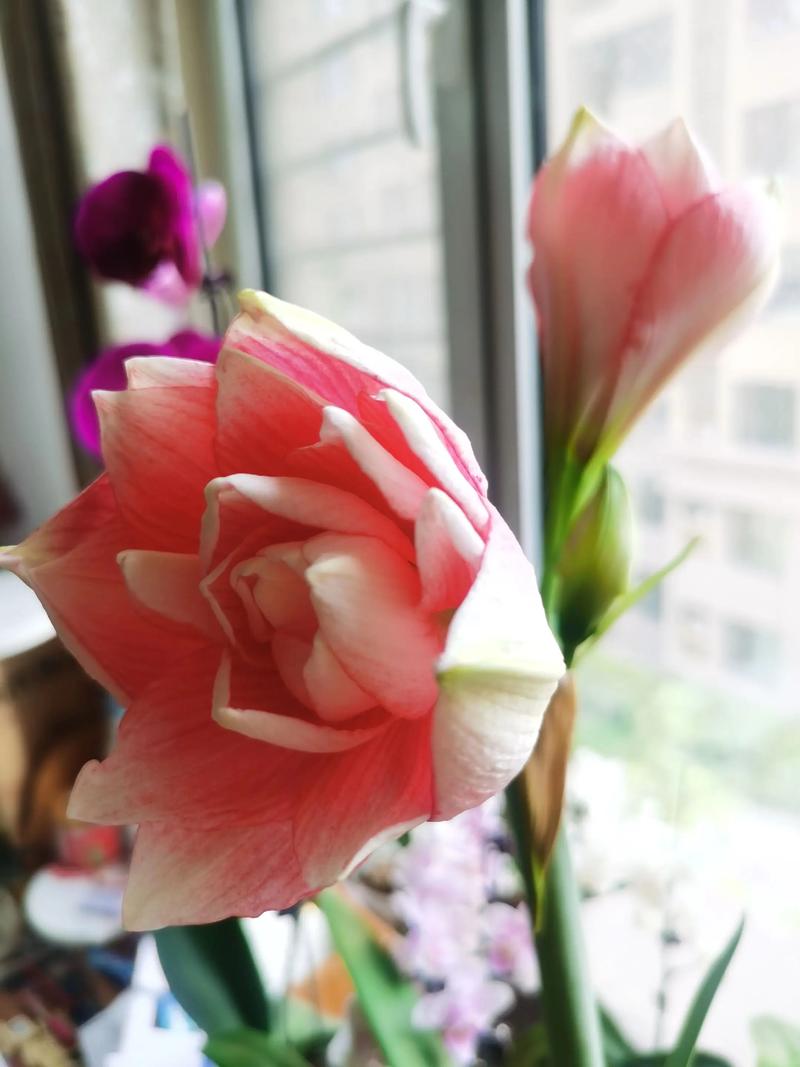 大头兰和朱顶红是一种花吗?一文讲清它们的渊源与养护之道 五、常见误区与解答