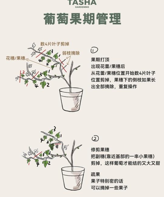 盆栽葡萄留几个主干最好？1-2主蔓整形标准与修剪全攻略