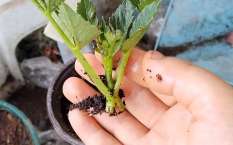 大丽花有种子吗？揭秘大丽花的种子繁殖与养护技巧