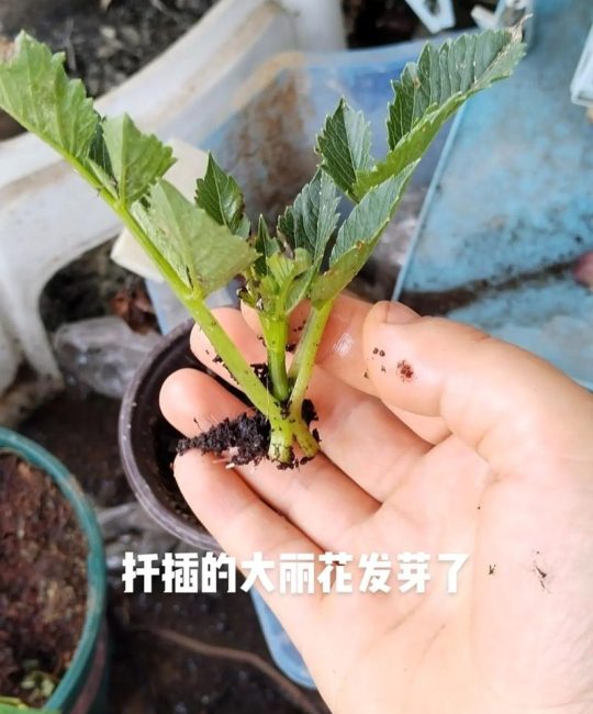 大丽花有种子吗？揭秘大丽花的种子繁殖与养护技巧