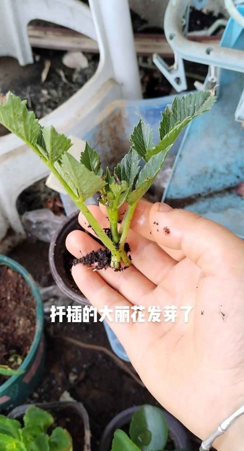 大丽花种子的来源