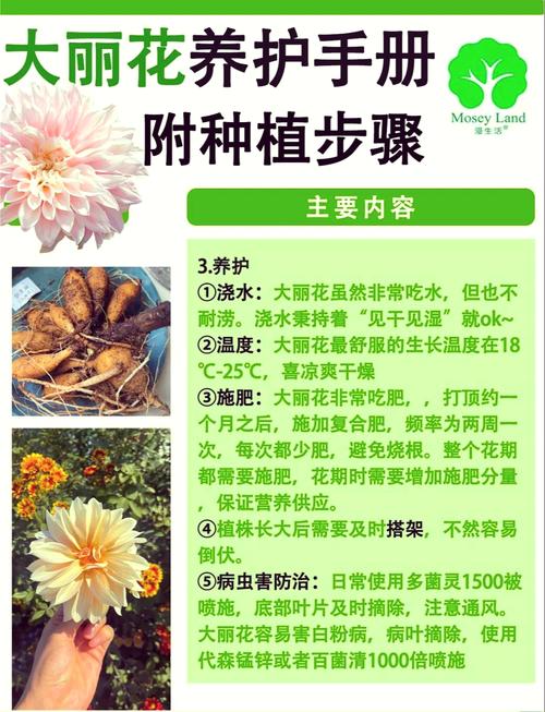 大丽花种子播种方法