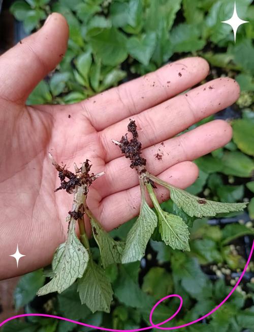 种子苗与块根苗的区别