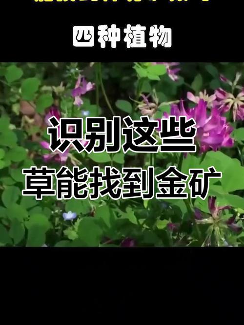给园艺爱好者的建议