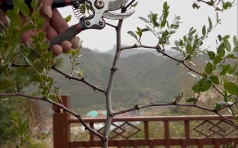 枣树修剪全攻略：掌握最佳修剪方法，实现高产稳产
