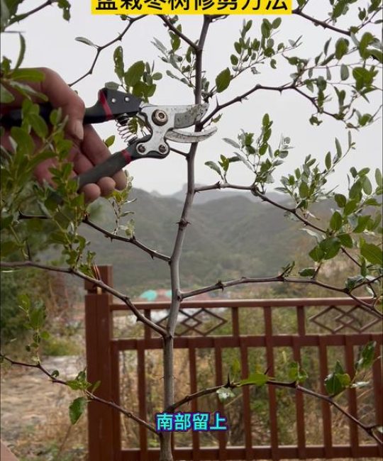 枣树修剪全攻略：掌握最佳修剪方法，实现高产稳产