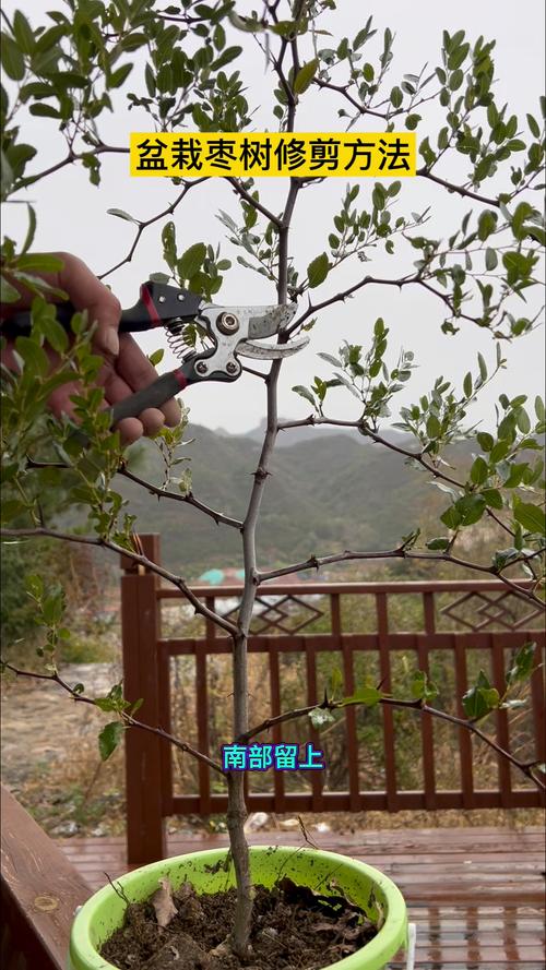 枣树修剪全攻略：掌握最佳修剪方法，实现高产稳产