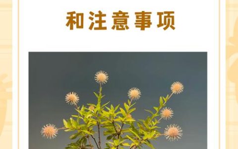 杨梅树要施肥吗？家庭园艺专家的完整养护指南