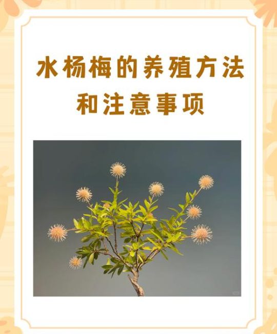 杨梅树要施肥吗？家庭园艺专家的完整养护指南