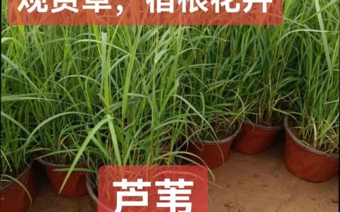 芦苇苗多少钱一棵？2026年最新价格参考与购买指南