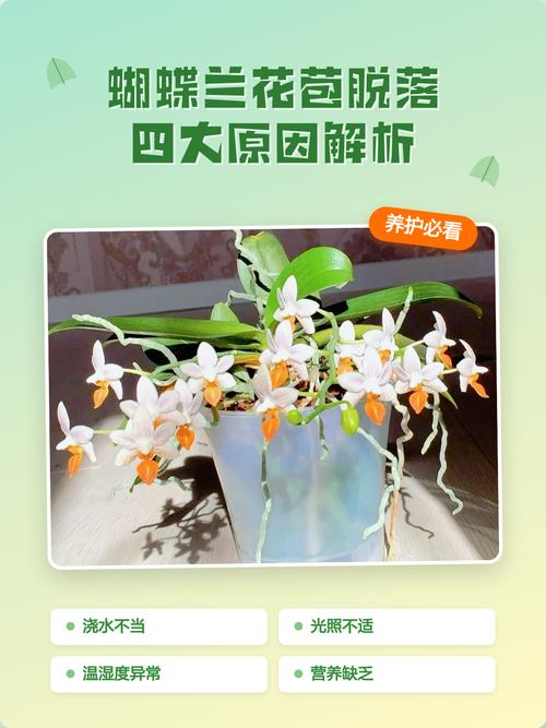 花苞未开先落?一文讲清掉花苞的四大原因与解决办法 三、处理办法