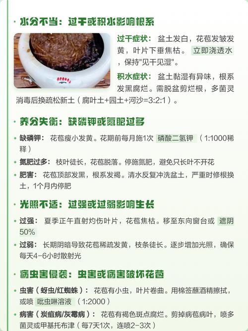 花苞未开先落?一文讲清掉花苞的四大原因与解决办法 四、判断误区提醒