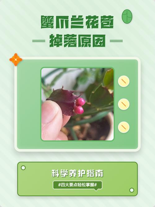花苞未开先落?一文讲清掉花苞的四大原因与解决办法 五、预防建议
