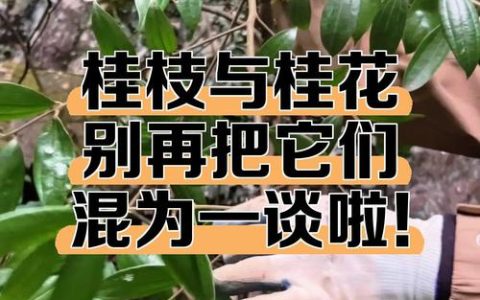 桂枝是桂花树的枝吗？园艺专家为你辨析两种植物
